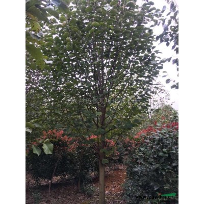 浙江供应乌桕2规格*