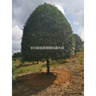 枫香4行情报价/枫香4图片展示