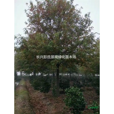 浙江湿地松信息