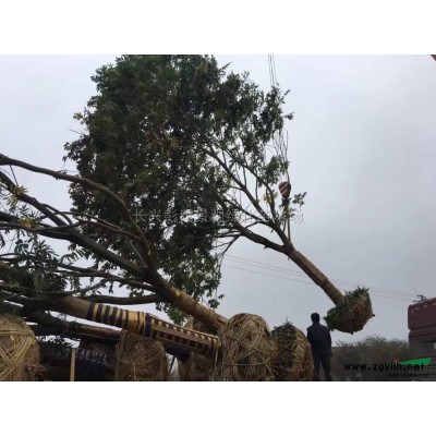 浙江大土球香樟图片/精品香樟供应