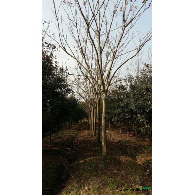 马褂木4行情报价\马褂木4图片展示