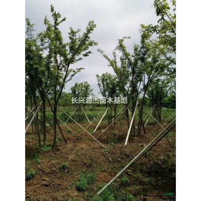 浙江杂交马褂木