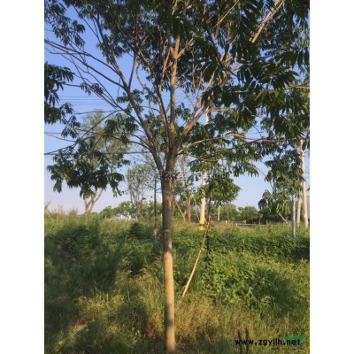 浙江精品五角枫信息