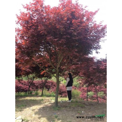 浙江桂花2信息