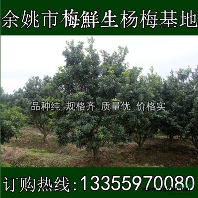 余姚杨梅树基地  树形好，长势好，成活率高