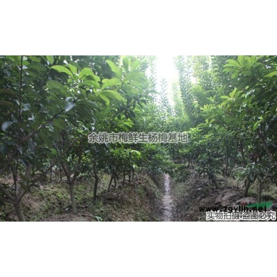 浙江杨梅树介绍/特征/用途 咨询梅鲜生