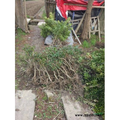 浙江杨梅如何保存