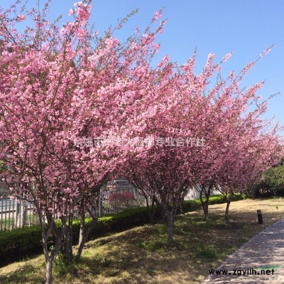 余姚杨梅树介绍 余姚杨梅树特征/用途