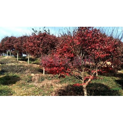 余姚杨梅树价格300元一株