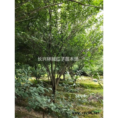 浙江红梅*新报价/红梅图片