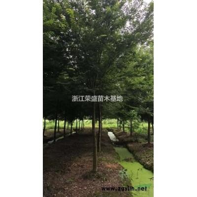 浙江精品娜塔栎 精品娜塔栎农户低价批发/供应