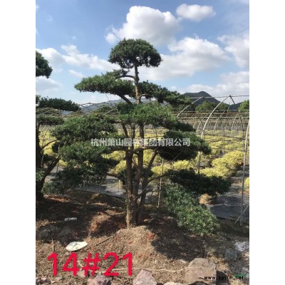浙江丛生朴树价格，丛生朴树供应价格/报价