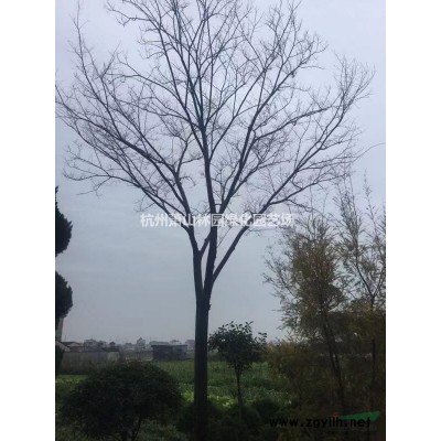 浙江供应造型罗汉松造型优美，造型罗汉松大量供应