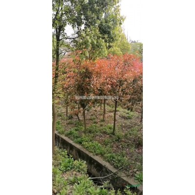 浙江供应重阳木规格*，重阳木哪里买哪里价格便宜？