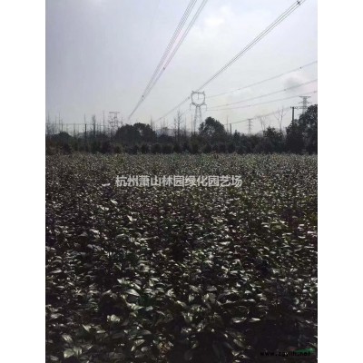 杜英基地-杜英工程苗-杜英小苗-大小规格杜英供应基地直销