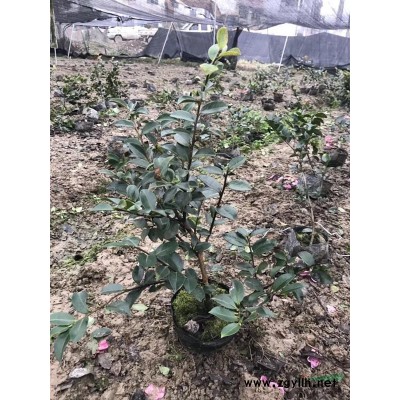大小规格金华地区供应造型黑松/黑松价格/一手货源黑松供应基地 图片/大小规格金华地区供应造型黑松/黑松价格/一手货源黑松供应基地