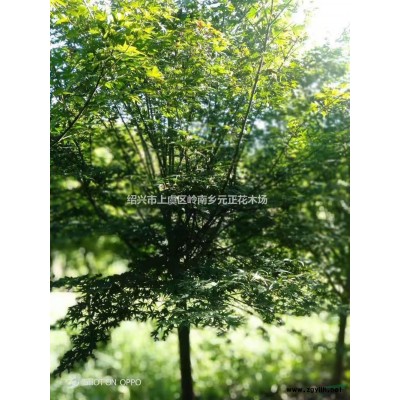 优质特价浙江绍兴五针松产地直销