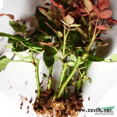 紫色玫瑰花报价/浙江紫色玫瑰花报价