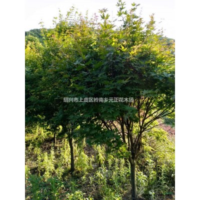 浙江绍兴羽毛枫行情报价/浙江绍兴羽毛枫图片展示