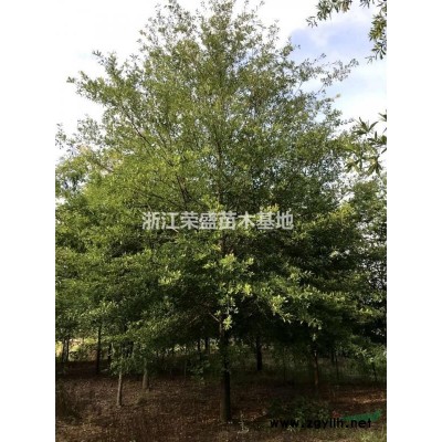 浙江精品榉树基地 精辟榉树哪里好 嘉兴精品榉树便宜