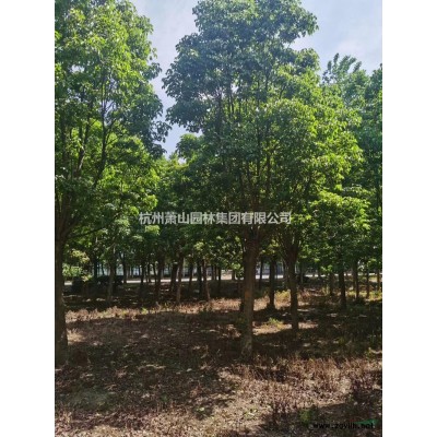 优质特价造型罗汉松产地直销