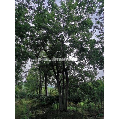 重阳木基地直供，重阳木工程苗，大小规格重阳木批发供应
