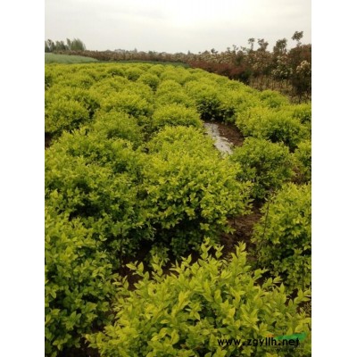 黄山栾树1供应/黄山栾树1图片