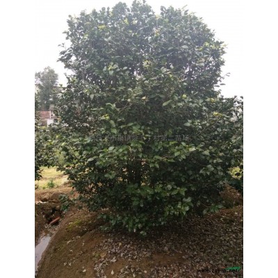 浙江红梅大量供应/红梅*新供应