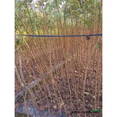 大小规格小叶黄桂花基地