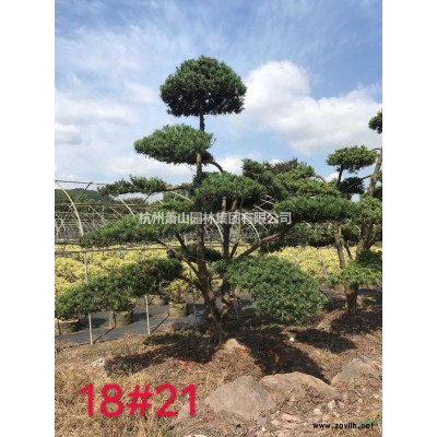 基地大量供应香樟规格*产地直销，香樟树，香樟绿化苗