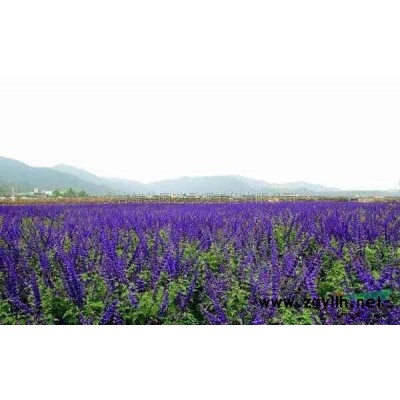 法国薰衣草小苗2供应/法国薰衣草小苗2图片