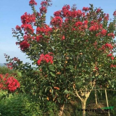 浙江紫薇3介绍