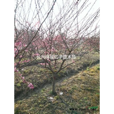 早樱浙江提供