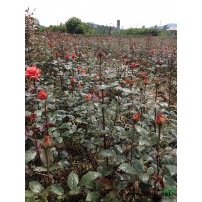 香槟玫瑰花2供应/香槟玫瑰花2图片