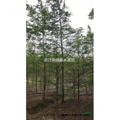 丛生乌桕 浙江丛生乌桕基地 嘉兴丛生乌桕图片/丛生乌桕 浙江丛生乌桕基地 嘉兴丛生乌桕报价