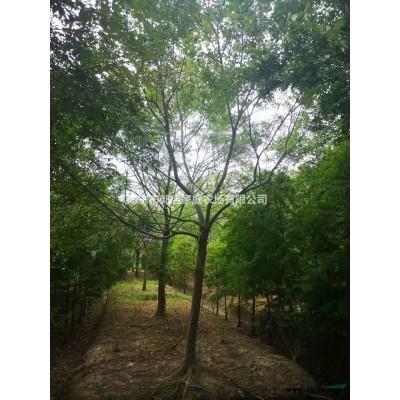 香樟*新价格/香樟报价