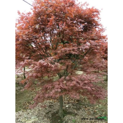 3-20公分樱花供应/3-20公分樱花图片