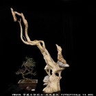 宜居品阁YW003N天然根抱石 实木根雕木雕  动物类吉祥摆件