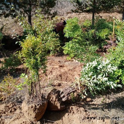 中川牡丹 庭院种植牡丹 风水景观植物 景观庭院造景牡丹 观赏牡丹苗 牡丹苗