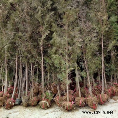 绎诺 苗圃种植大量侧柏树苗带营养杯侧柏苗绿化花坛用侧柏小苗价格