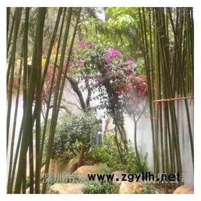 深圳宏日HR水景喷泉雾森设备，喷雾设备、人造雾系统