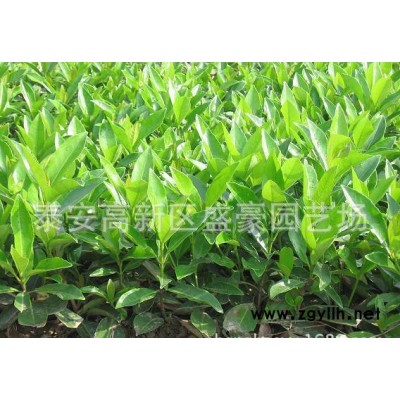 低价出售冬青 大量现货冬青 灌丛绿化专用冬青 花坛冬青
