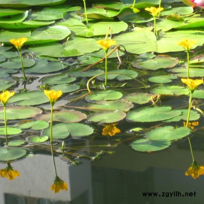 荇菜，大量出售水景佳品荇菜苗，江苏沭阳富春园林基地大量现货供应出售，价格低 品种优 成活率高，欢迎前来实地考察采购批发