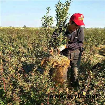 [7CM杯苗] 泛美角堇耐寒秋冬种植花卉苗庭院花坛窗台吊篮盆栽花苗