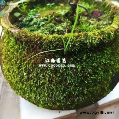 江南园艺JN0064仿真花坛