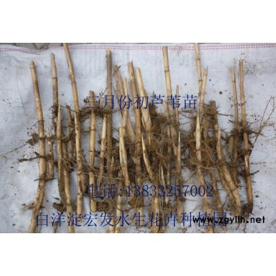 芦苇、芦苇苗、芦苇种植、安新县红发水景绿化工程有限公司