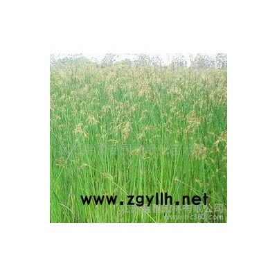 **园林水景植物细叶水葱 细叶水葱苗 细叶水葱大量