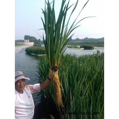 源发水景 承接各种水生植物 人工浮岛 景观净水工程||人工浮岛 多年保持行业口碑||浮岛 红发水景商标