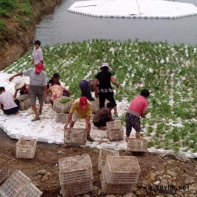 【红发水景】承接各种水生植物 环保科技第三代生态浮岛正规厂家||人工生态浮岛红发水景持有**证书