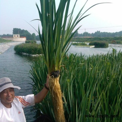 持有发明** 人工浮岛 证书、人工生态浮岛 植物浮岛 多年保持行业口碑 水生植物 浮岛 红发水景